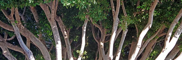 도시의 거리에 무화과나무의 가지들 — 스톡 사진