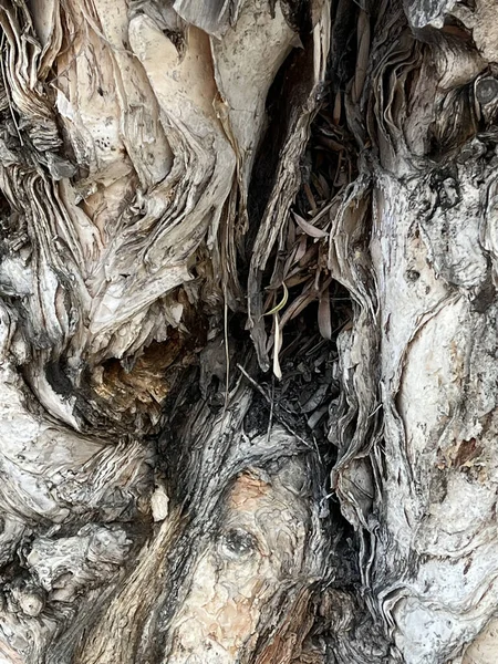 Närbild Barken Ett Melaleuca Träd — Stockfoto
