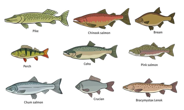 물고기는 다양하다 파이크 연어등등 그래픽 — 스톡 벡터