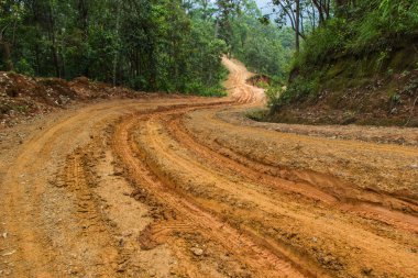 toprak yol yağmur ormanı