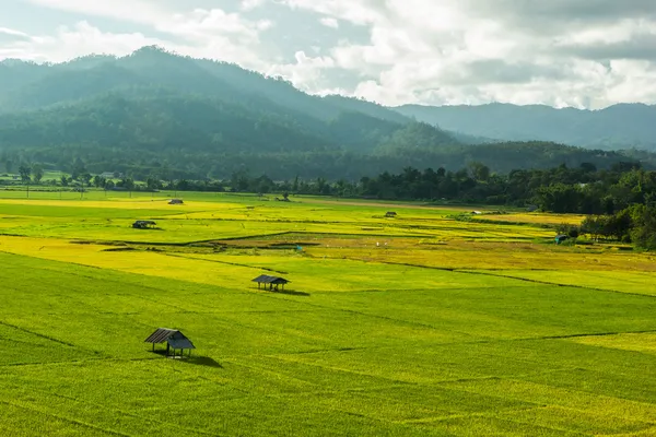 Campo de arroz —  Fotos de Stock