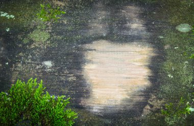 Bak yıpranmış, eski ve yeşil yosun ile ahşap doku.