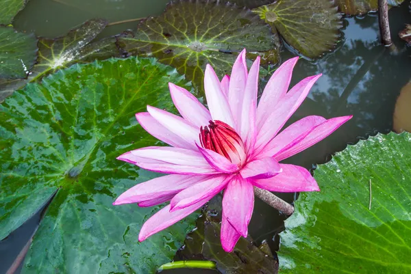 This beautiful waterlily or lotus flower is complimented — Stock Photo, Image
