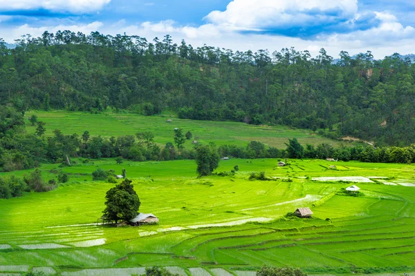 Ferienhaus und grüne Reisterrassenfelder in Thailand — Stockfoto