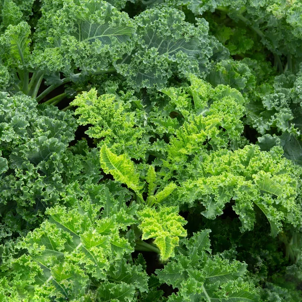 Fresh Green Lettuce Leaves Growth Garden Close Leaf Kale Lettuce — Stock Fotó