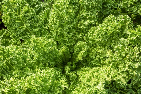Fresh Green Lettuce Leaves Growth Garden Close Leaf Kale Lettuce — Stock Fotó