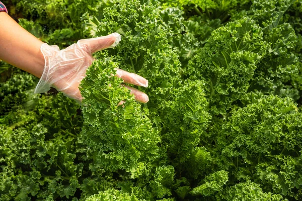 Fresh green lettuce leaves growth in garden, Close up leaf kale lettuce salad plant, hydroponic vegetable leaves background. healthy organic food, agriculture and hydroponic concept.