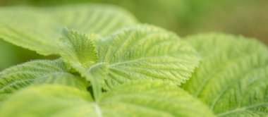 Close-up of organic green leaf perilla frutescens seedlings in field at summer. Herb vegetable plants growth in garden for healthy food use. banner with background