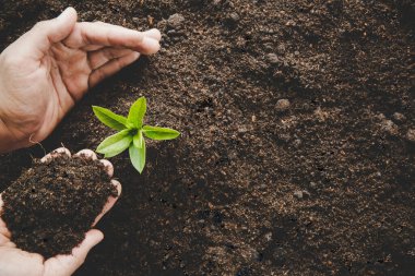 Dirty hands care plant trees in the earth on world environment day. Young small green new life growth on soil in ecology nature. Human person grow seedlings and protect in garden. agriculture concept