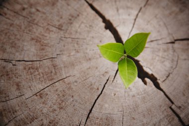 Closeup tree new life growth ring. Strong green plant leaf growing on old wood stump. Hope for a new life in future natural environment, renewal with business development and eco symbolic concept.