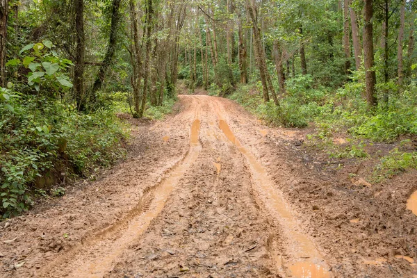 Muddy wet countryside road in Chiang Mai, northern of Thailand. track trail mud road in forest nature rural landscape. brown clay puddle way transport in country