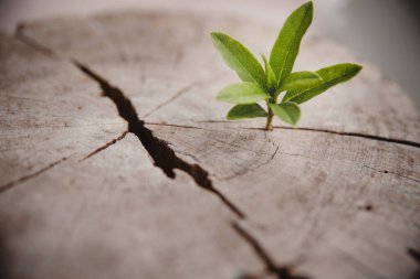 Closeup tree new life growth ring. Strong green plant leaf growing on old wood stump. Hope for a new life in future natural environment, renewal with business development and eco symbolic concept.
