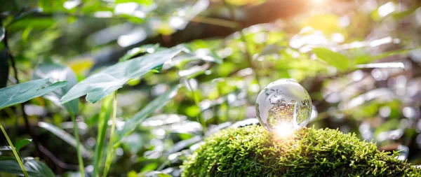 Globe planet glass in green forest with bokeh nature lights. world environment day. concept of environment conservation, protect ecology earth and environmental eco-friendly life banner and copy space