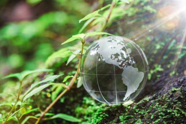 Globe planet glass In green forest with bokeh nature lights. world environment day. concept for environment conservation, protect ecology earth and environmental eco-friendly life with copy space