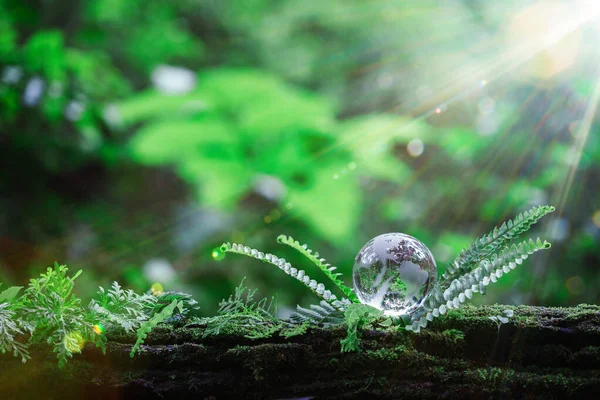 Globe planet glass In green forest with bokeh nature lights. world environment day. concept for environment conservation, protect ecology earth and environmental eco-friendly life with copy space