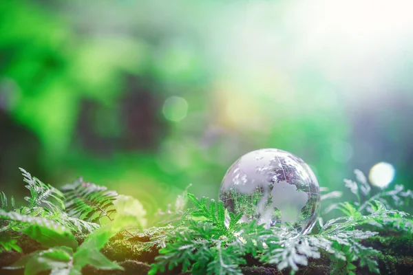 Globe planet glass In green forest with bokeh nature lights. world environment day. concept for environment conservation, protect ecology earth and environmental eco-friendly life with copy space