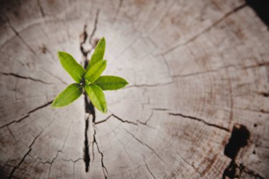 Closeup tree new life growth ring. Strong green plant leaf growing on old wood stump. Hope for a new life in future natural environment, renewal with business development and eco symbolic concept.