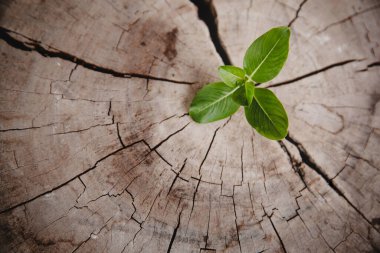 Closeup tree new life growth ring. Strong green plant leaf growing on old wood stump. Hope for a new life in future natural environment, renewal with business development and eco symbolic concept.