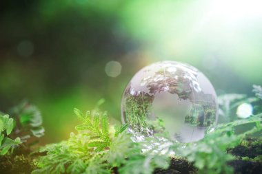 Globe planet glass In green forest with bokeh nature lights. world environment day. concept for environment conservation, protect ecology earth and environmental eco-friendly life with copy space