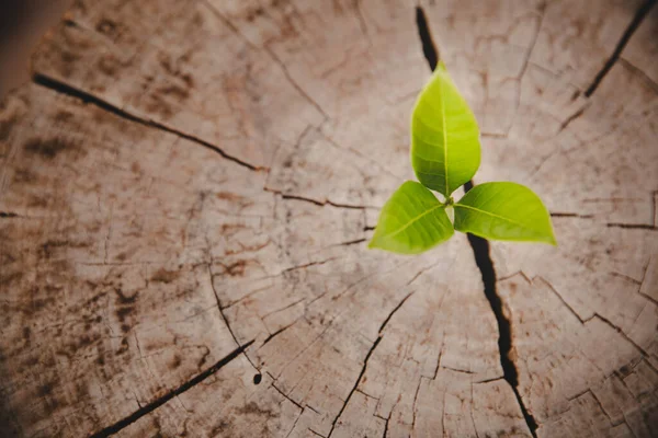 Крупним Планом Дерево Нове Кільце Зростання Життя Сильний Зелений Лист — стокове фото