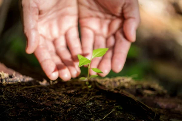 Dirty Hands Care Plant Trees Earth World Environment Day Young — Stockfoto