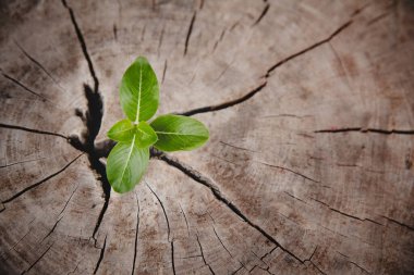 Closeup tree new life growth ring. Strong green plant leaf growing on old wood stump. Hope for a new life in future natural environment, renewal with business development and eco symbolic concept.