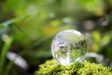Globe planet glass In green forest with bokeh nature lights. world environment day. concept for environment conservation, protect ecology earth and environmental eco-friendly life with copy space