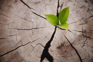 Closeup tree new life growth ring. Strong green plant leaf growing on old wood stump. Hope for a new life in future natural environment, renewal with business development and eco symbolic concept.