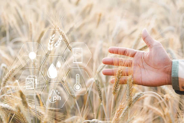 Smart farming concept. Farmer with technology digital tablet on background of wheat field. Professional farmers use internet of things (IOT) computers system to manage farms. agriculture modern idea.