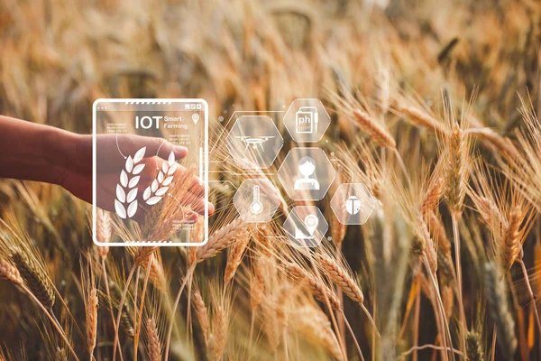 개념입니다 배경에 디지털 태블릿을 농부들은 농업을 관리하기 인터넷 Iot 컴퓨터 — 스톡 사진