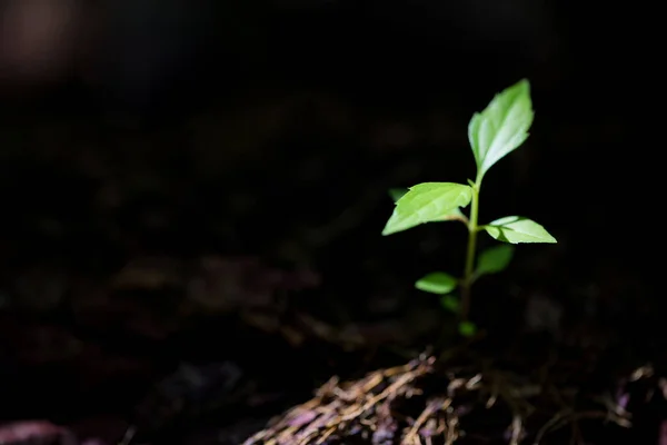 Young Small Green New Life Growth Soil Ecology Nature Care — Fotografia de Stock