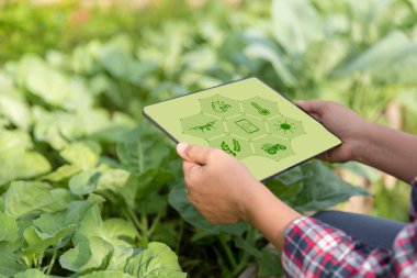 Tarım teknolojisi çiftçisi, tarım sorunları analiz verileri ve görsel ikon hakkında araştırma yapmak için dijital tablet ya da tablet teknolojisi tutuyor. akıllı tarım çiftçisi interneti kullanıyor