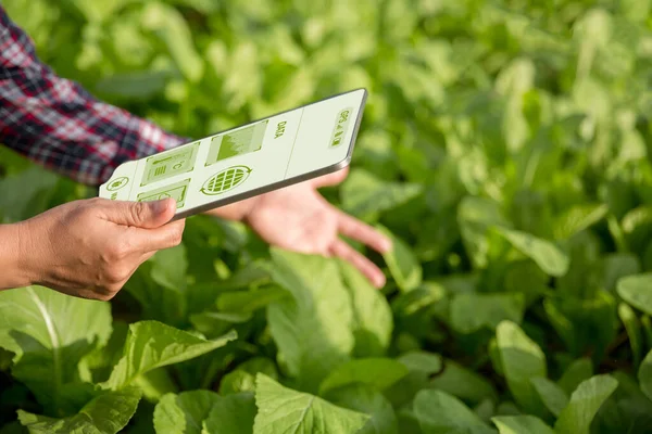 Agricultura Tecnología Agricultor Celebración Tableta Digital Tableta Tecnología Para Investigación — Foto de Stock