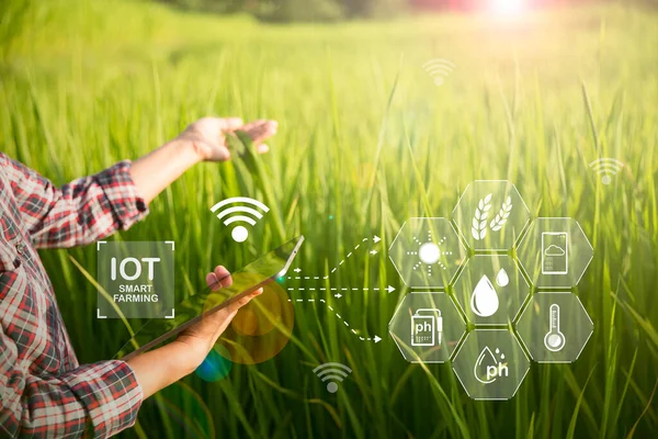 Agriculture technology farmer holding digital tablet or tablet technology to research about agriculture problems analysis data and visual icon. smart agriculture farmer using internet of things
