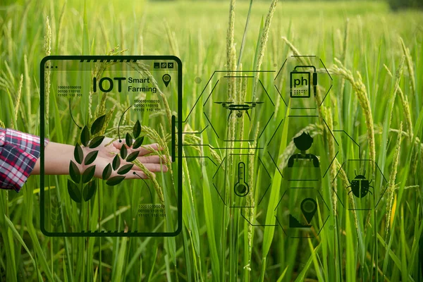 Agriculture technology farmer holding digital tablet or tablet technology to research about agriculture problems analysis data and visual icon. smart agriculture farmer using internet of things