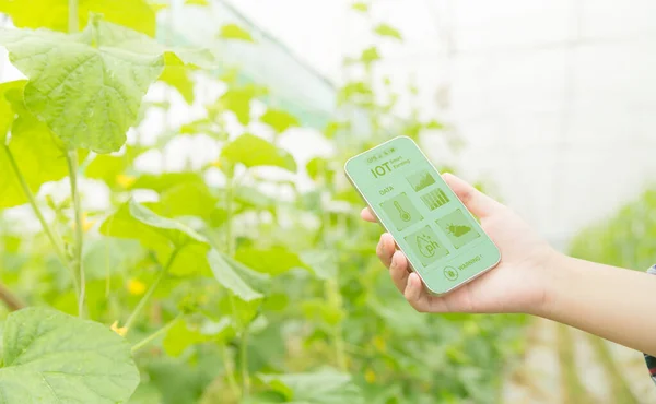 사물의 인터넷 스마트 Iot 기술은 농작물을 관리하는 문제를 효과적으로 해결하기 — 스톡 사진