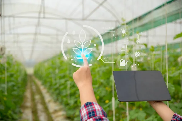 사물의 인터넷 스마트 Iot 기술은 농작물을 관리하는 문제를 효과적으로 해결하기 — 스톡 사진
