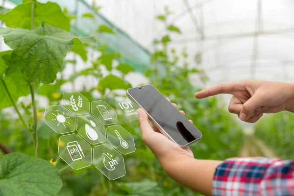 Internet of Things, IoT with Farming Smart concept. Agriculture and modern technology are used to manage crops. controlling the production to be effective to solve productive problems. business melon.