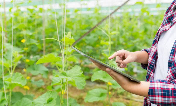 Internet Las Cosas Iot Con Concepto Agricultura Inteligente Agricultura Tecnología — Foto de Stock