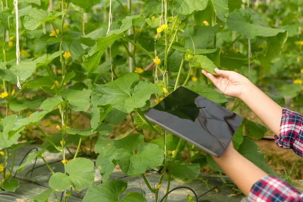 Internet Las Cosas Iot Con Concepto Agricultura Inteligente Agricultura Tecnología — Foto de Stock