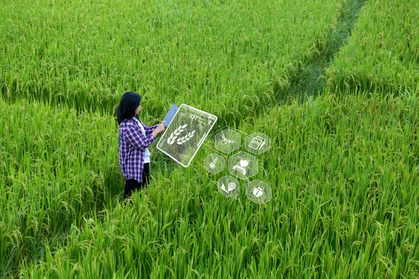 Smart Farming with Internet of Things, IoT concept. Agriculture and modern technology are used to manage crops. Analysis of insights such as weather, soil conditions and environmental. crop rice field