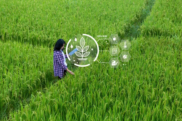 Agricultura Inteligente Con Internet Las Cosas Concepto Iot Agricultura Tecnología — Foto de Stock