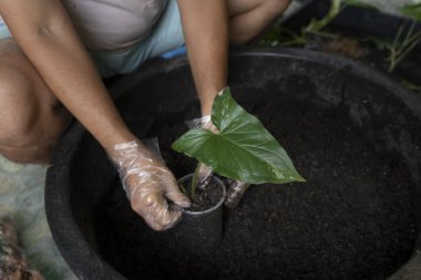 Bir adam benekli odun ekiyor ya da saksıda farklı bitkiler yetiştiriyor ve suluyor..