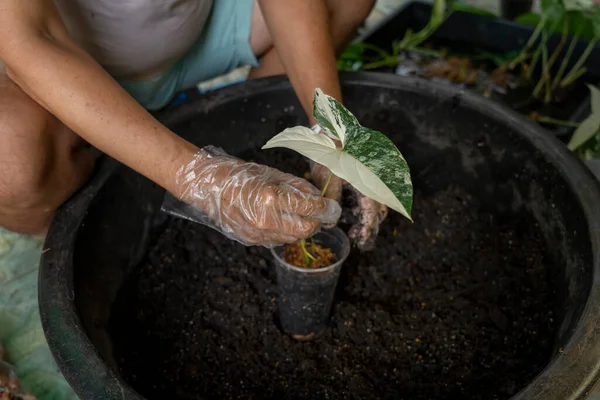 Bir adam benekli odun ekiyor ya da saksıda farklı bitkiler yetiştiriyor ve suluyor..