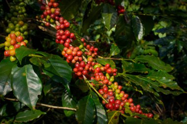 Arabica ve Robusta 'nın ham ya da olgun kırmızı dalı ve ağaçtaki organik kahve çekirdekleri. Java 'daki çiftlikte tarım meyveleri. Kahve ağacı tarla arka planı konsepti..