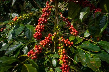 Arabica ve Robusta 'nın ham ya da olgun kırmızı dalı ve ağaçtaki organik kahve çekirdekleri. Java 'daki çiftlikte tarım meyveleri. Kahve ağacı tarla arka planı konsepti..