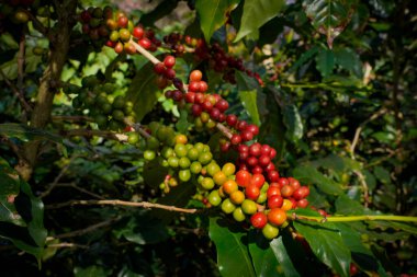 Arabica ve Robusta 'nın ham ya da olgun kırmızı dalı ve ağaçtaki organik kahve çekirdekleri. Java 'daki çiftlikte tarım meyveleri. Kahve ağacı tarla arka planı konsepti..