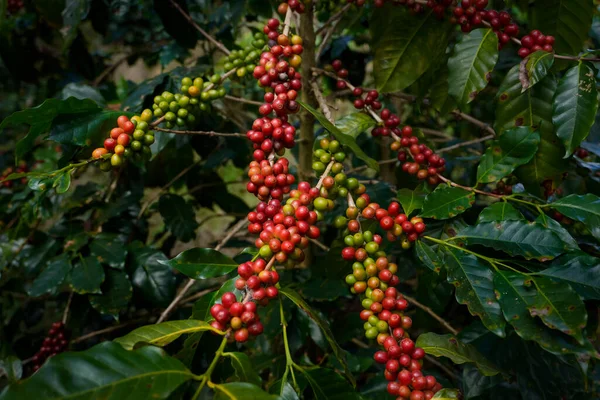 Arabica ve Robusta 'nın ham ya da olgun kırmızı dalı ve ağaçtaki organik kahve çekirdekleri. Java 'daki çiftlikte tarım meyveleri. Kahve ağacı tarla arka planı konsepti..