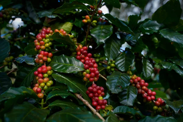 Arabica ve Robusta 'nın ham ya da olgun kırmızı dalı ve ağaçtaki organik kahve çekirdekleri. Java 'daki çiftlikte tarım meyveleri. Kahve ağacı tarla arka planı konsepti..
