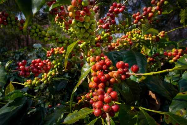 Surowa Lub Dojrzała Czerwona Gałąź Arabica Robusta Oraz Organiczna Fasola — Zdjęcie stockowe